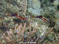Pair of Caribbean Reef Squid by Ryan Marchese 